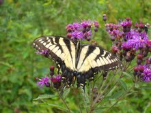 Butterfly and ironweed