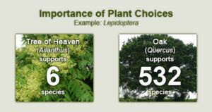 Images of Tree of Heaven and Oak with a comparison of number of herbivore species supported: 6 vs. 532