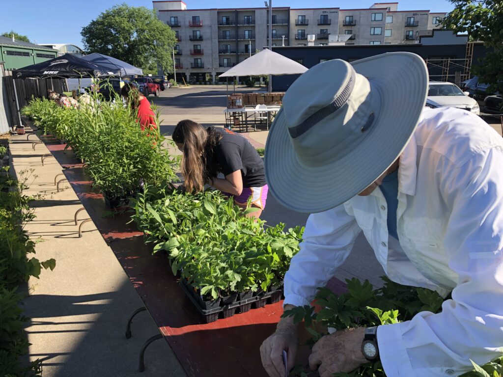 volunteers labeling plants in trays