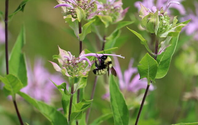 bumble bee on purple flower