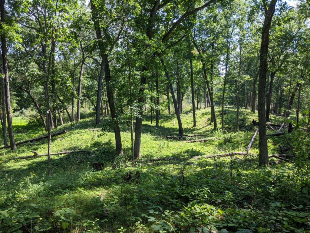 green oak savanna landscape