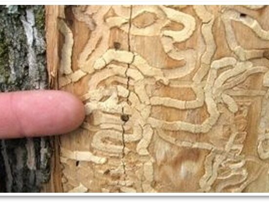 wandering insect tunnels on tree trunk