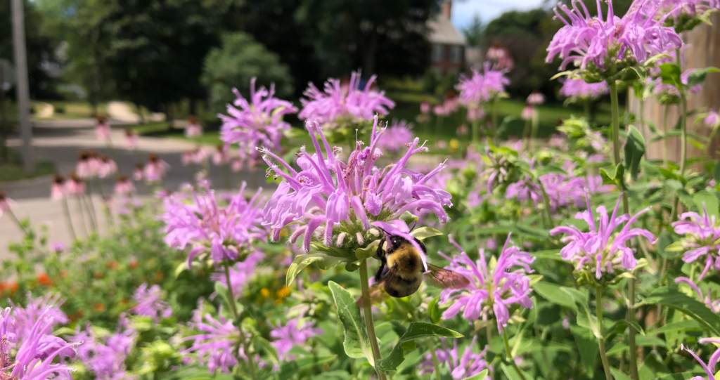 bumble bee feeding at a pink bee balm flower