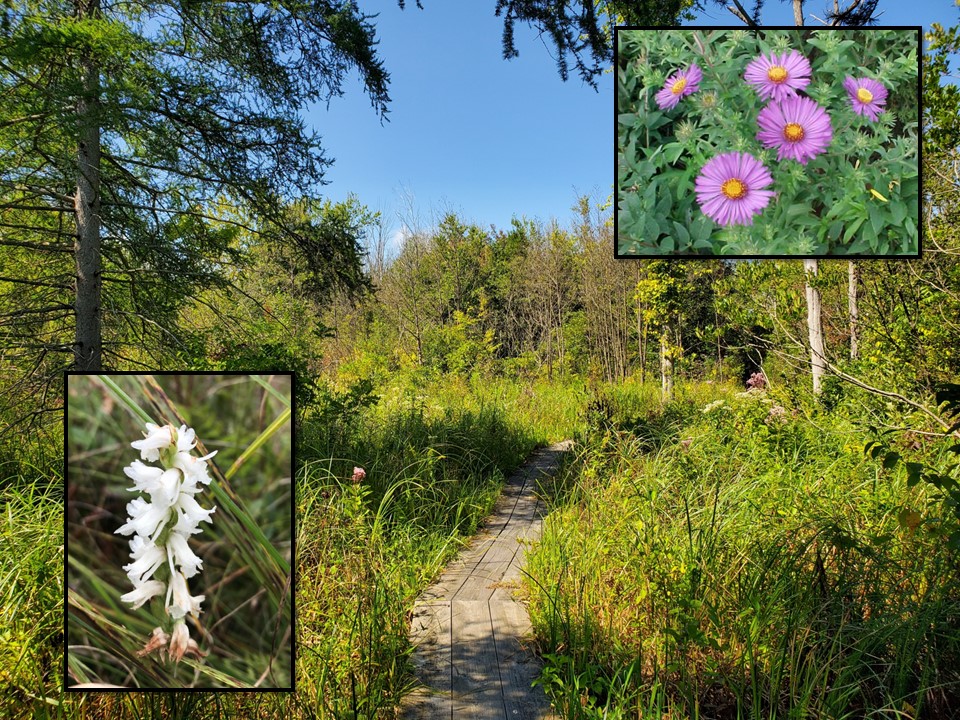 boardwalk passing through a fen wetland with two inset images of wildflowers - one purple, one white