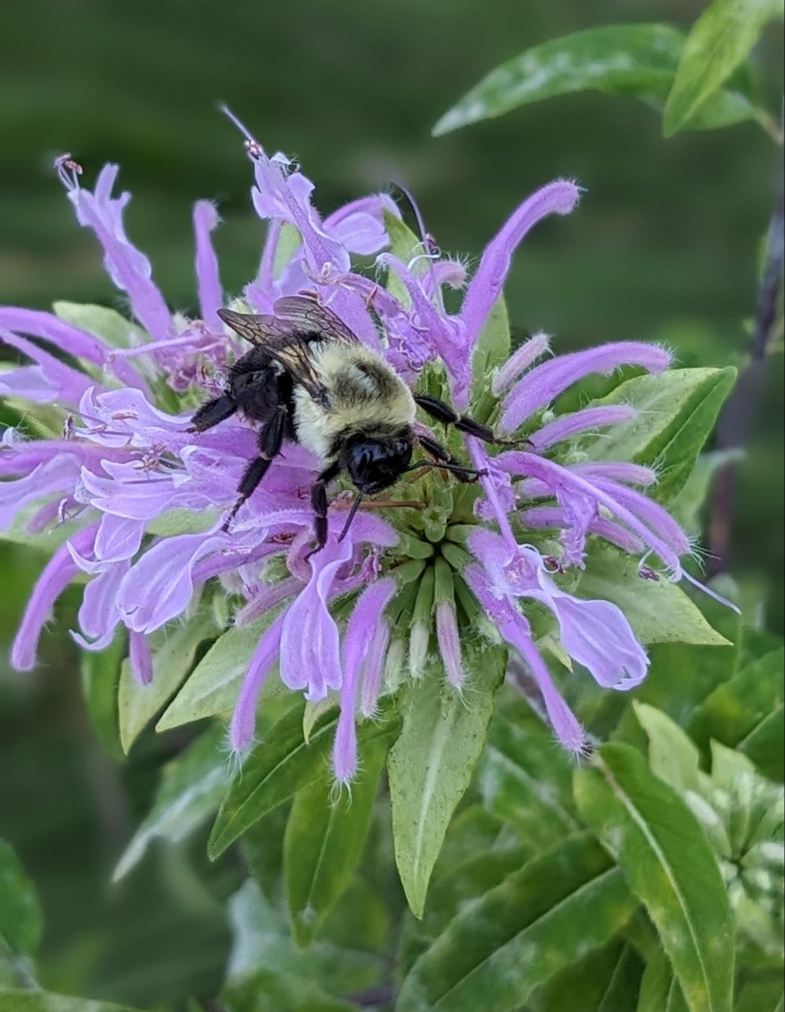 Strange Pollinators An Unusual Pollinator - Wild Ones Kalamazoo Area Chapter